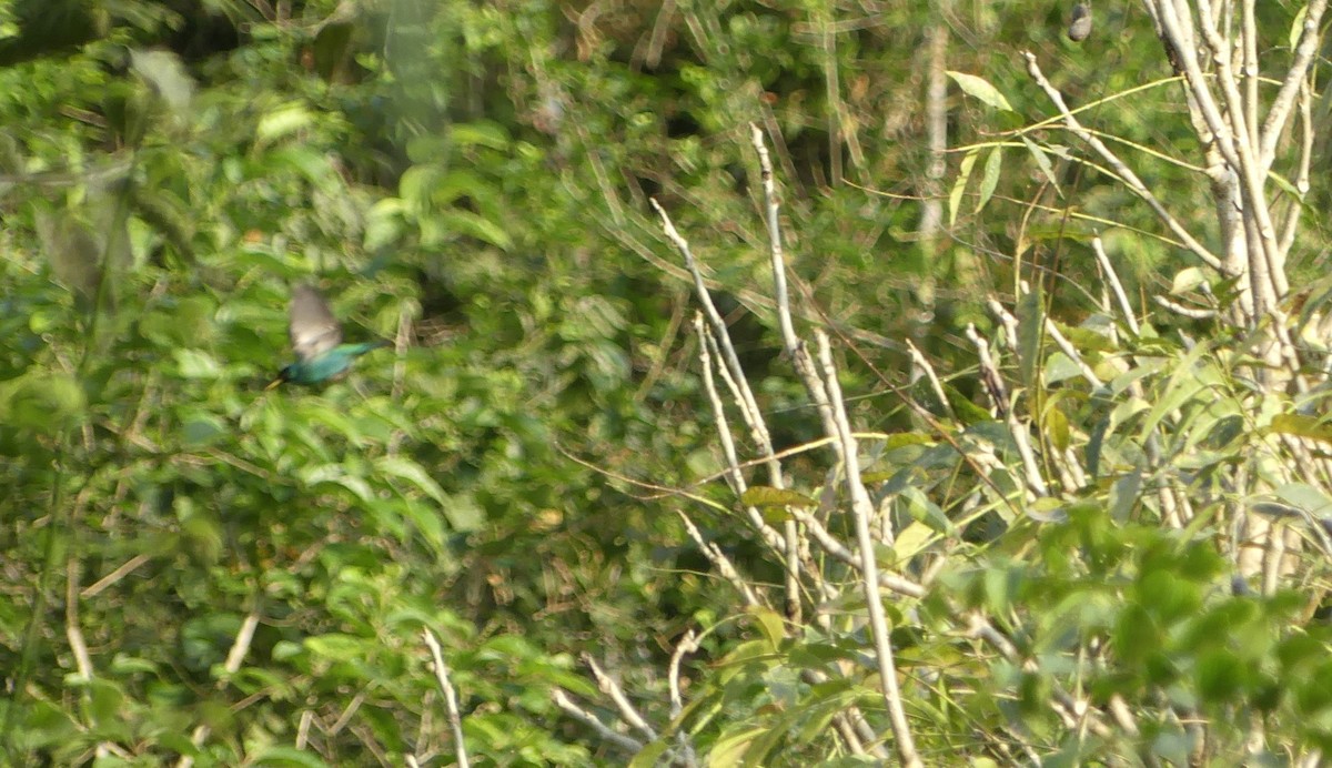 Малахитовый саи - ML647397580