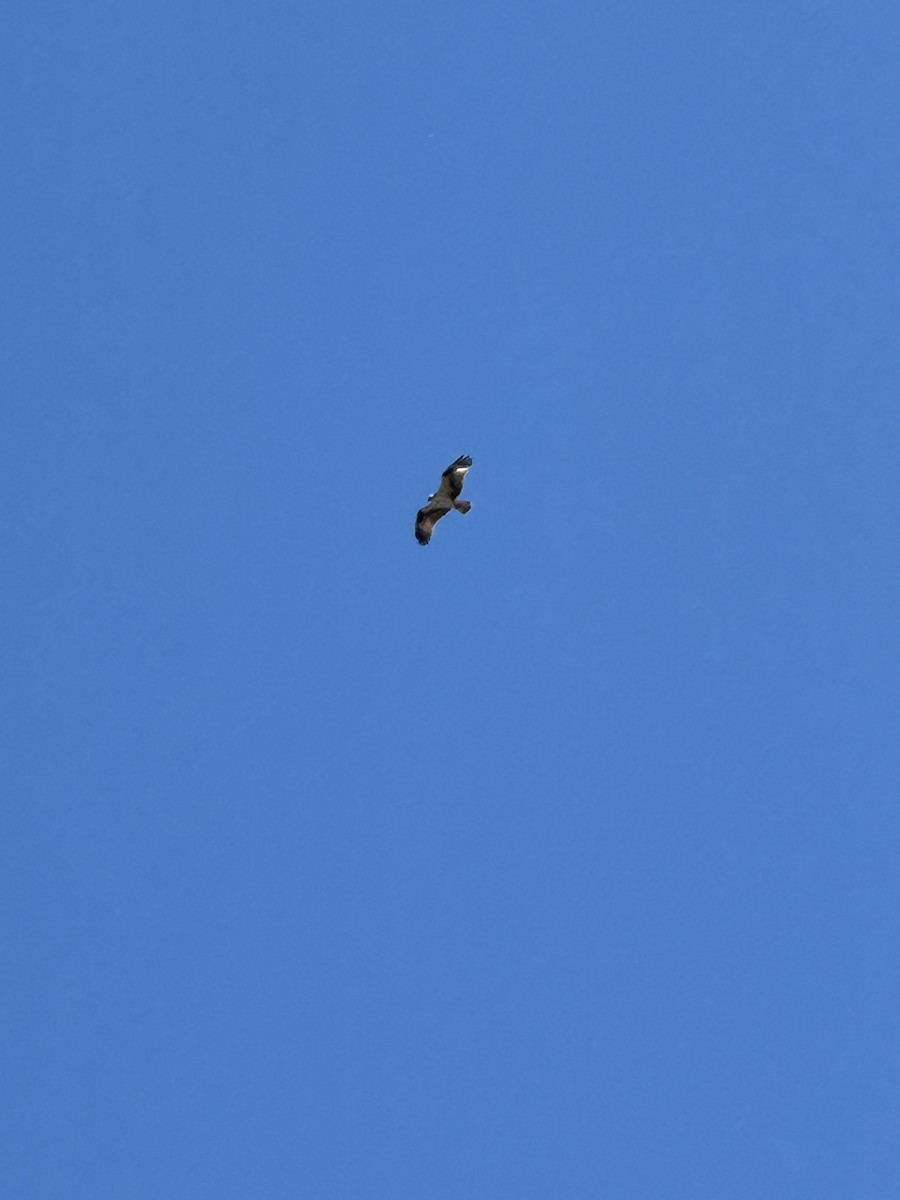 Скопа - ML647397581