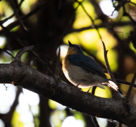 Индийская нильтава - ML647397582