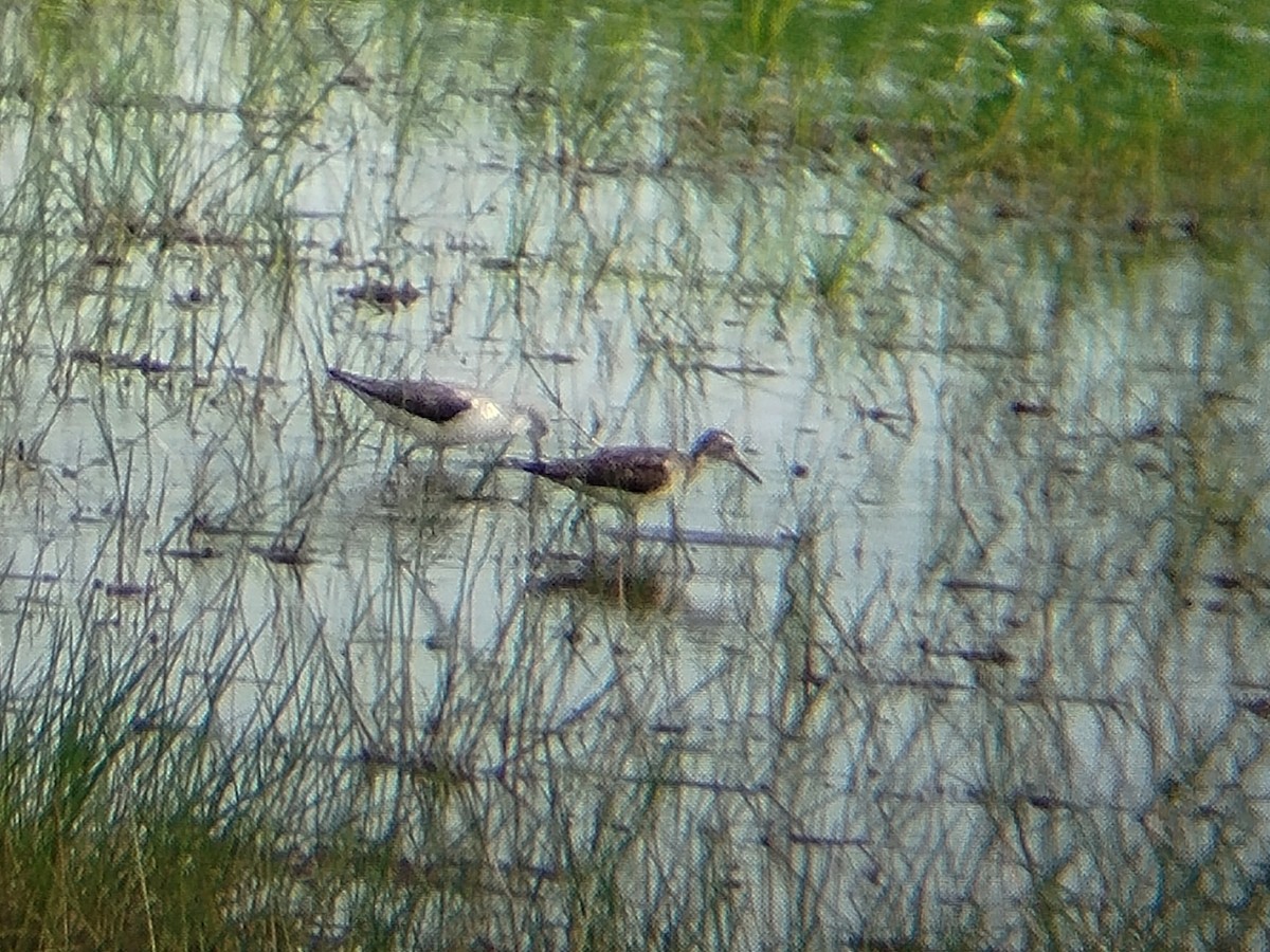 vodouš bahenní - ML647397600