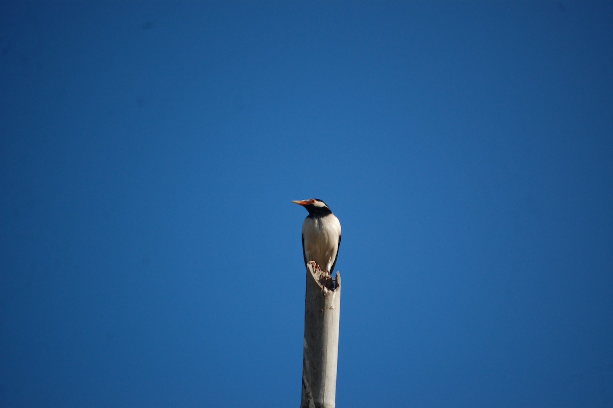 Indian Pied Starling - ML647397606