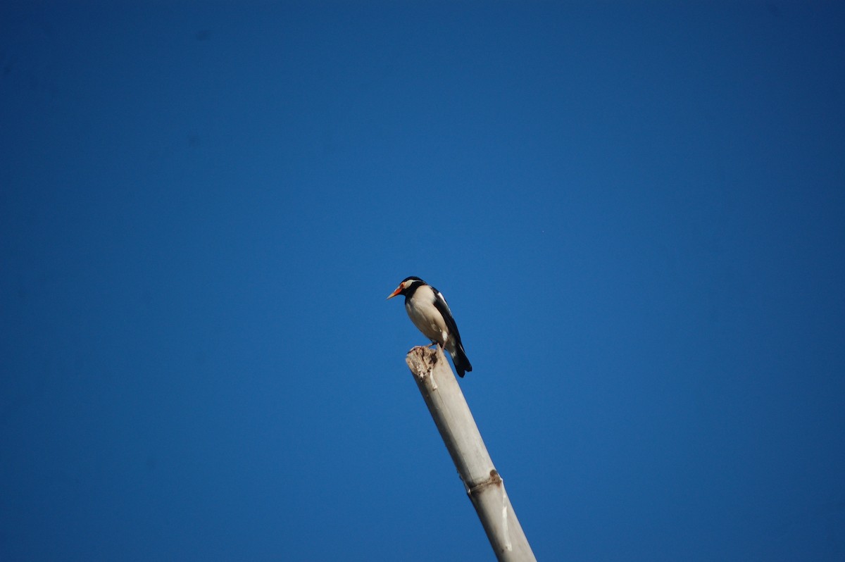 Indian Pied Starling - ML647397607