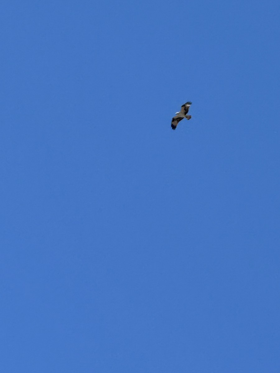 Скопа - ML647397610