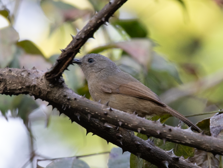 Brown-cheeked Fulvetta - ML647397611