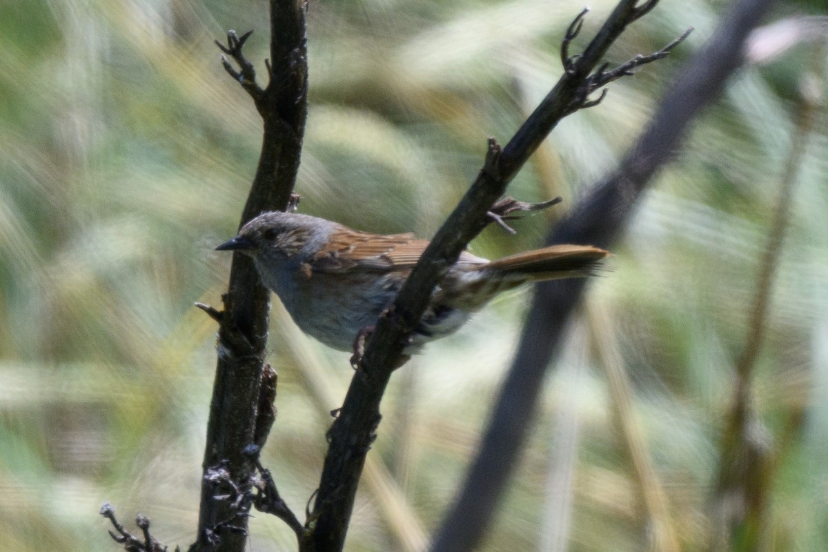 Dunnock - ML647397618