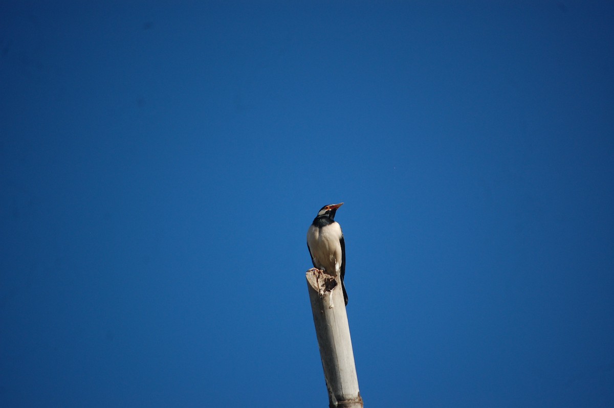 Indian Pied Starling - ML647397619