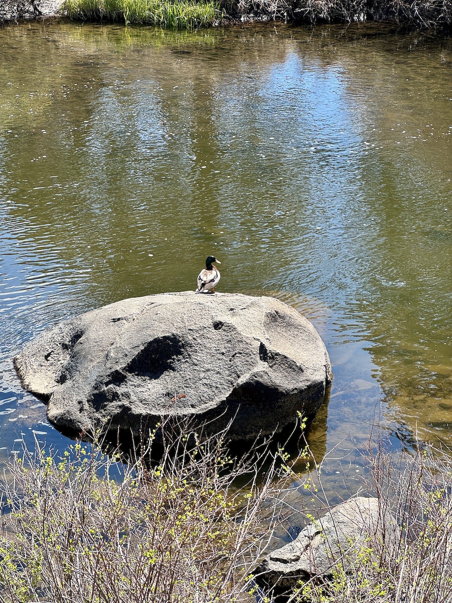 Кряква - ML647397623