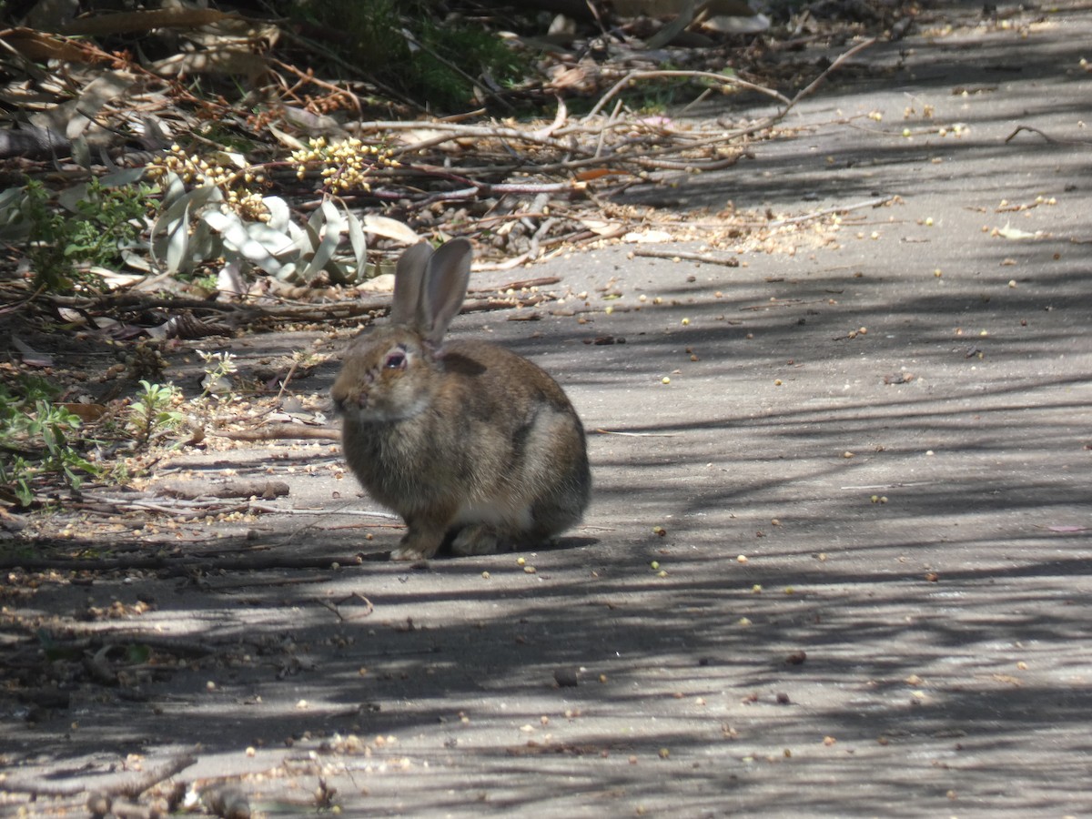 Animals - ML647397627