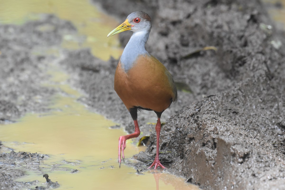 Russet-naped Wood-Rail - ML647397631