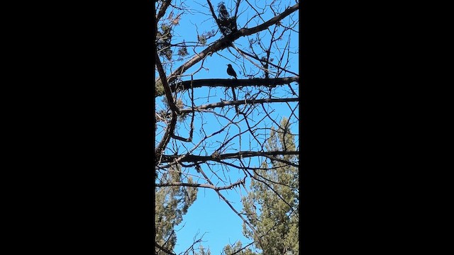 Горобцеподібні sp. - ML647397632