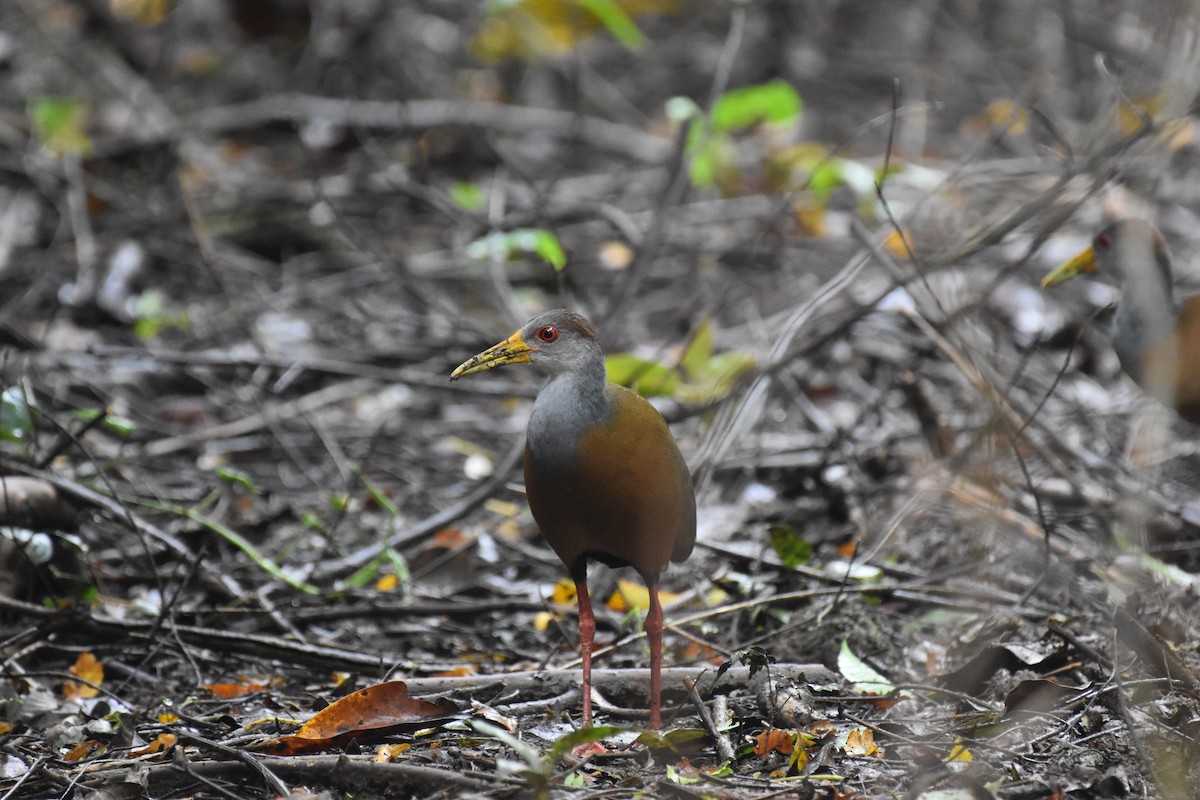 Russet-naped Wood-Rail - ML647397637