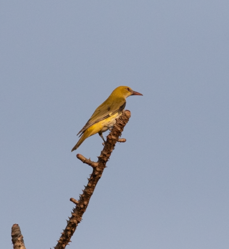 Indian Golden Oriole - ML647397640