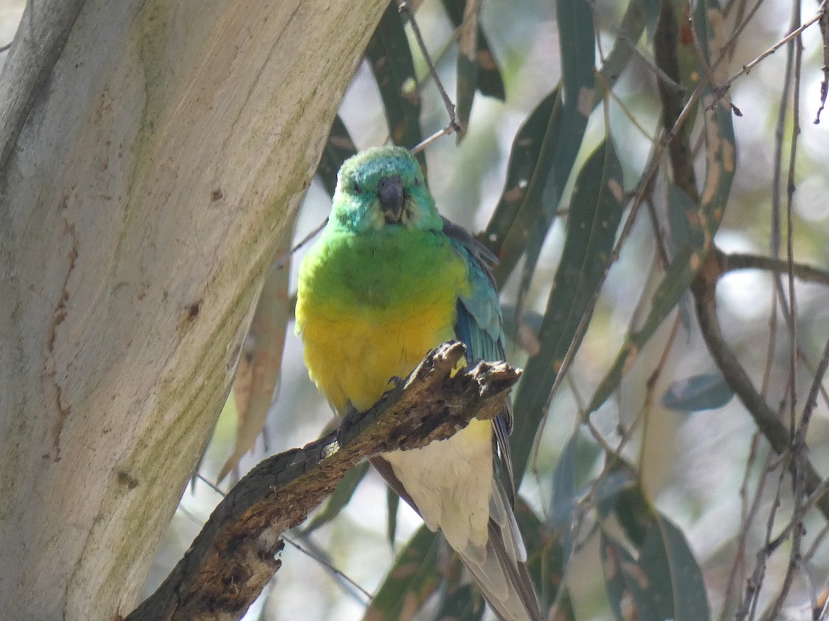 Red-rumped Parrot - ML647397641