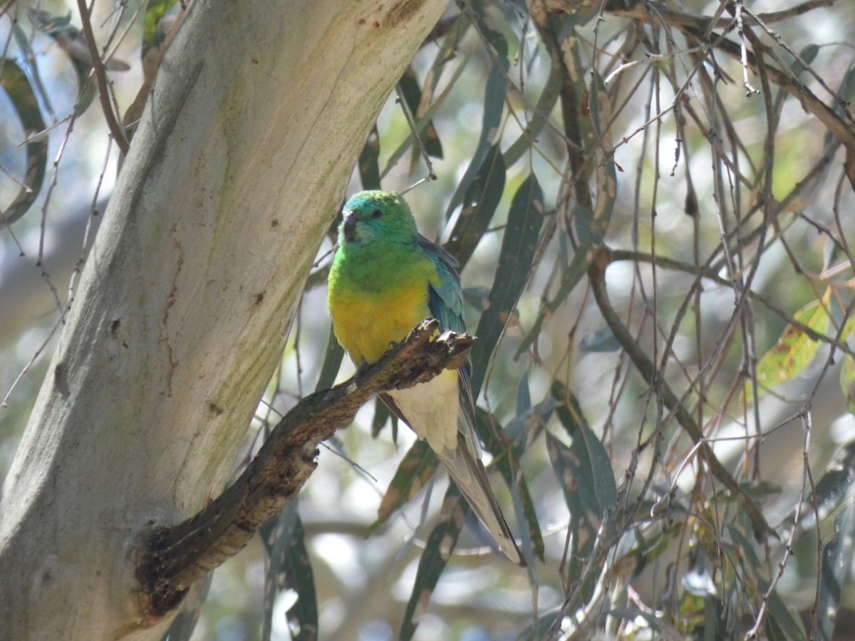 Red-rumped Parrot - ML647397643