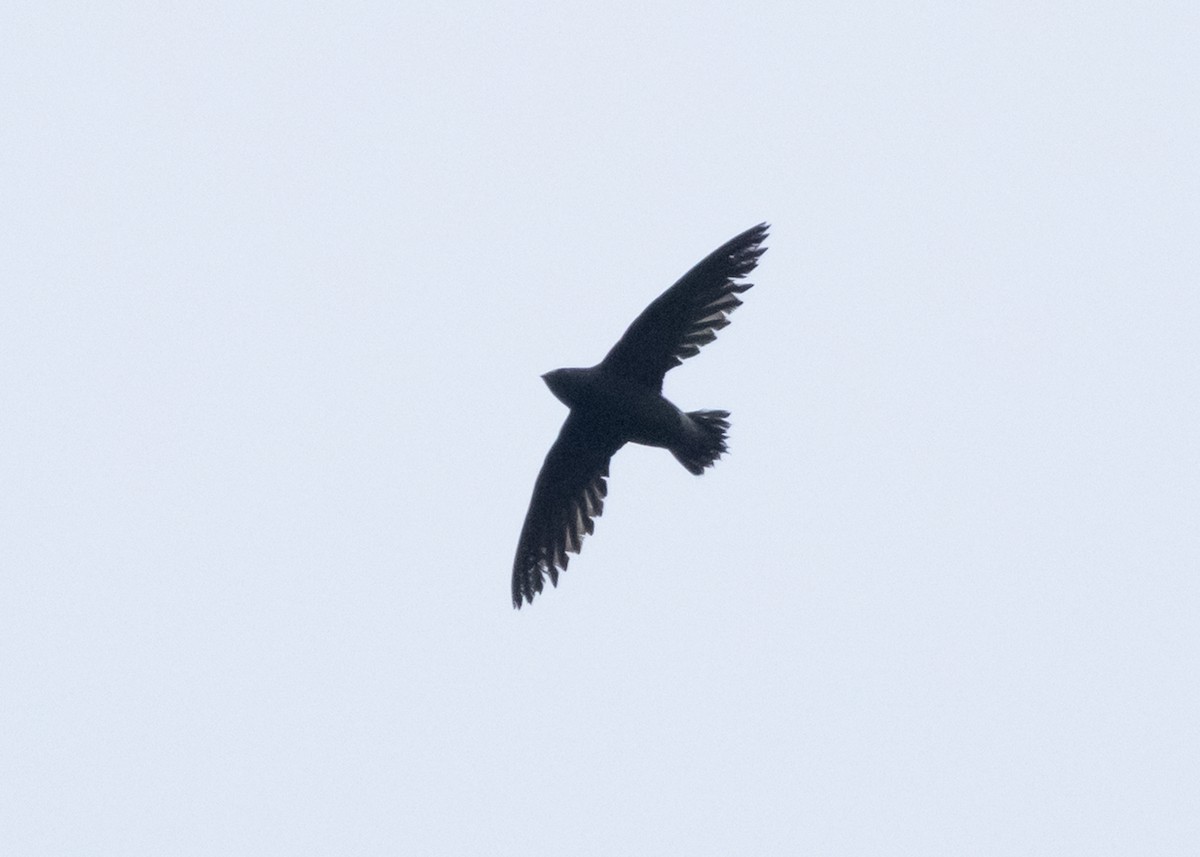 Brown-backed Needletail - ML647397650