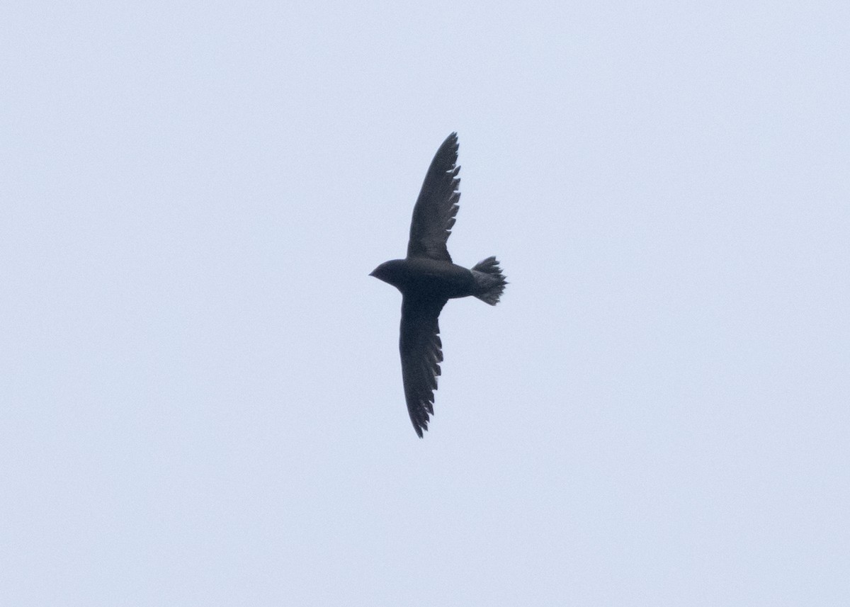 Brown-backed Needletail - ML647397651