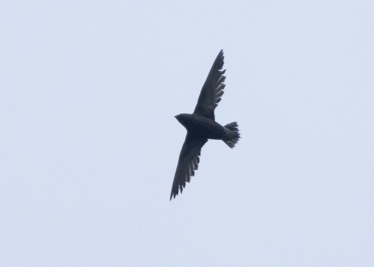 Brown-backed Needletail - ML647397652