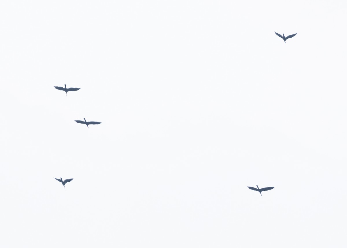 נחשון אסייתי - ML647397661