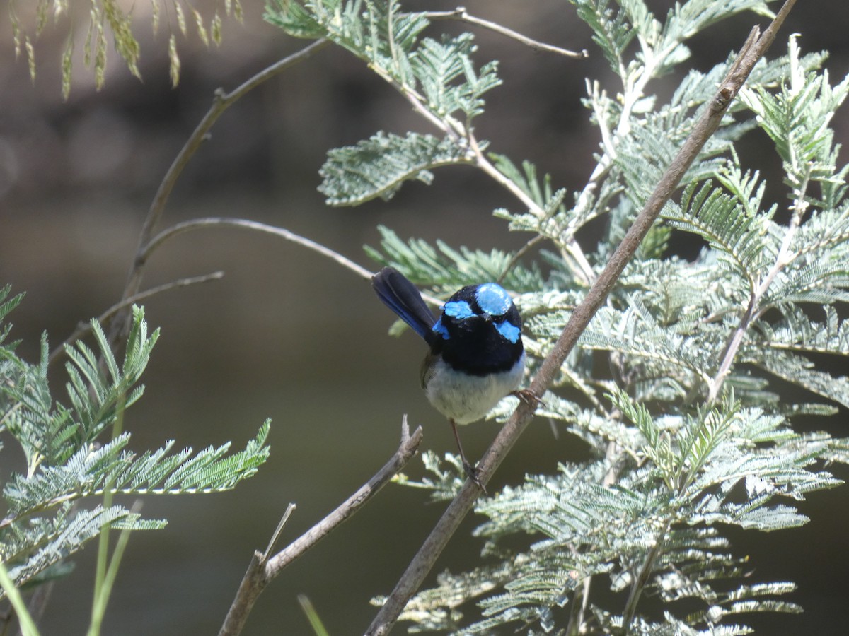 Superb Fairywren - ML647397663