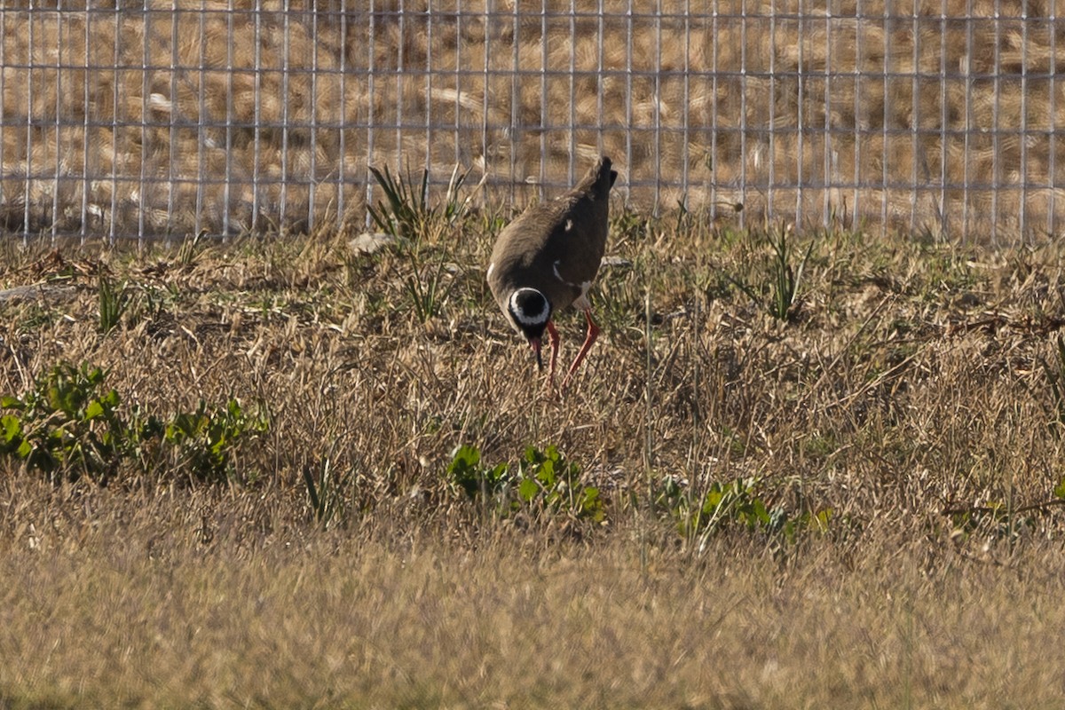 Crowned Lapwing - ML647397666