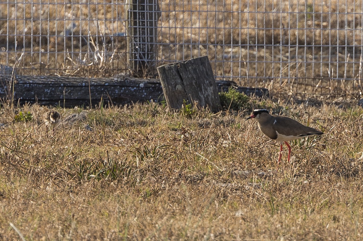 Crowned Lapwing - ML647397667
