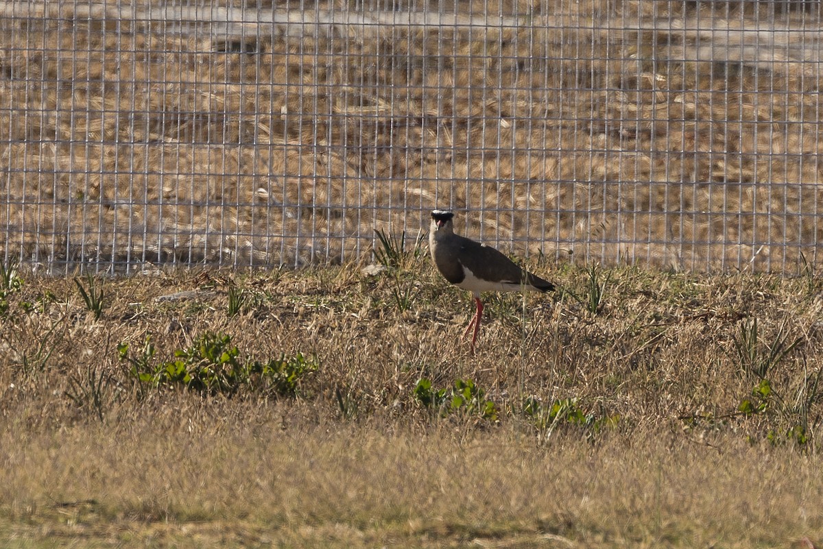 Crowned Lapwing - ML647397668