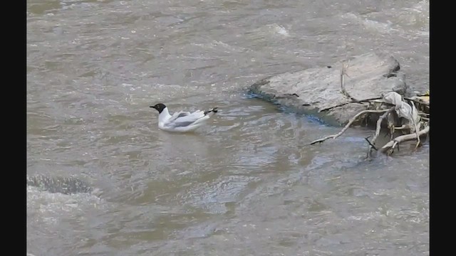 Мартин андський - ML647397672