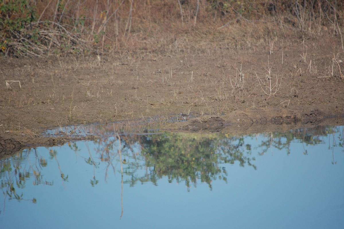 vodouš bahenní - ML647397685