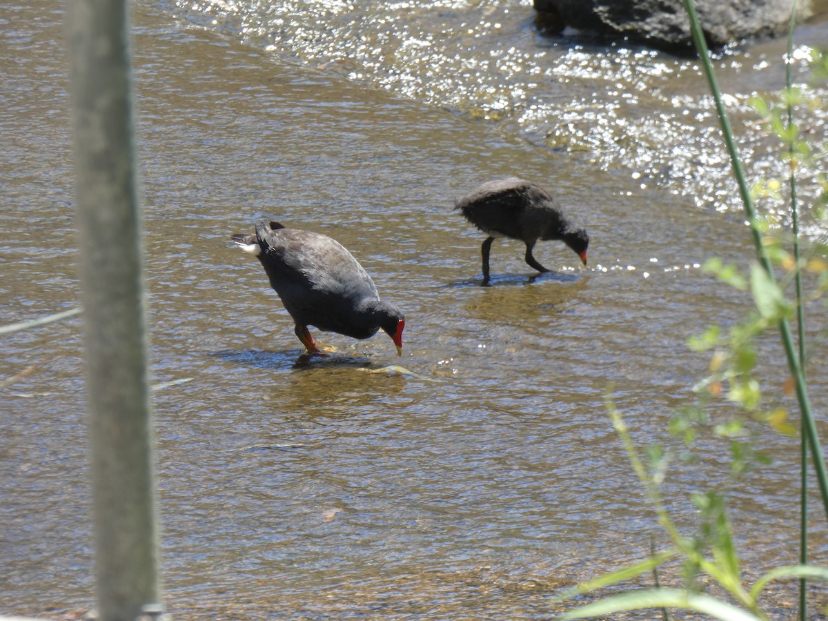 Dusky Moorhen - ML647397689
