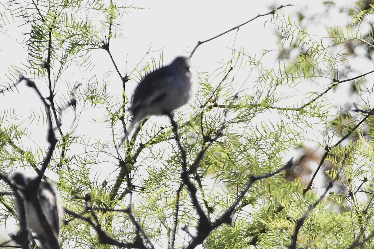 holoubek pikui - ML647397691