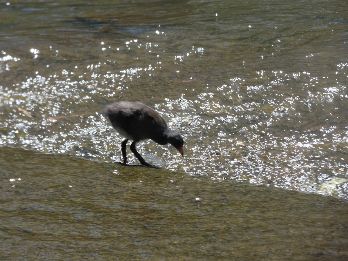 Dusky Moorhen - ML647397695