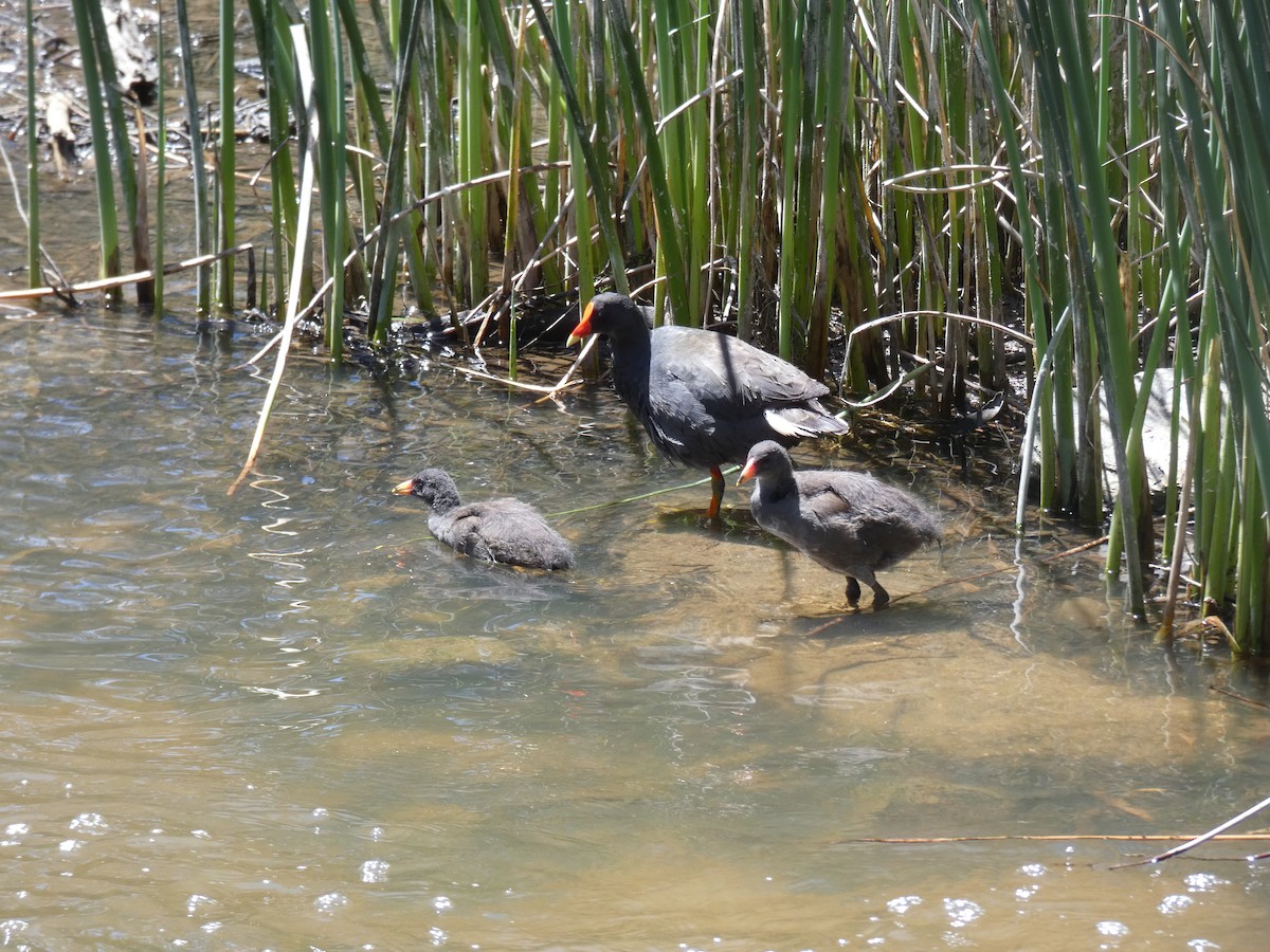 Dusky Moorhen - ML647397703