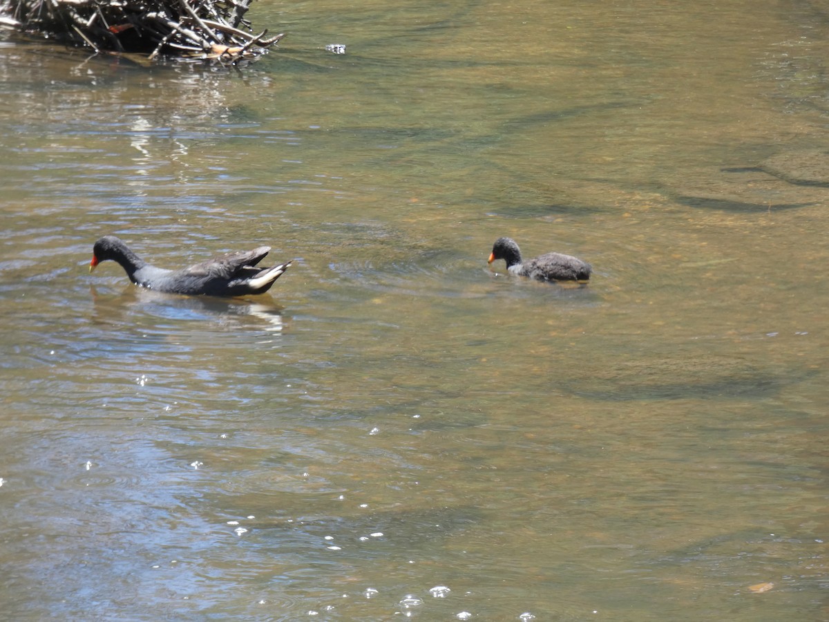 Dusky Moorhen - ML647397711
