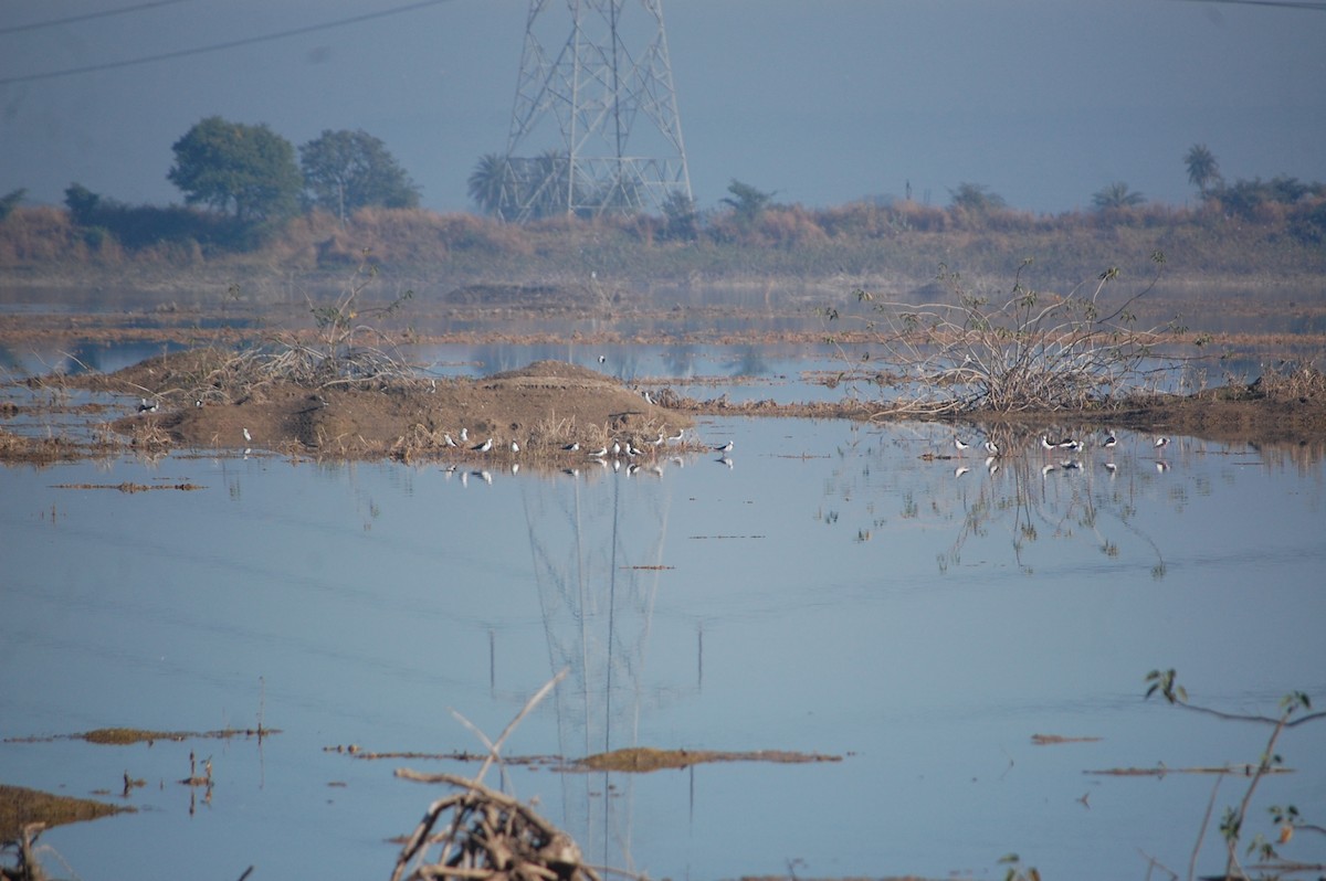 高蹺鴴 - ML647397714