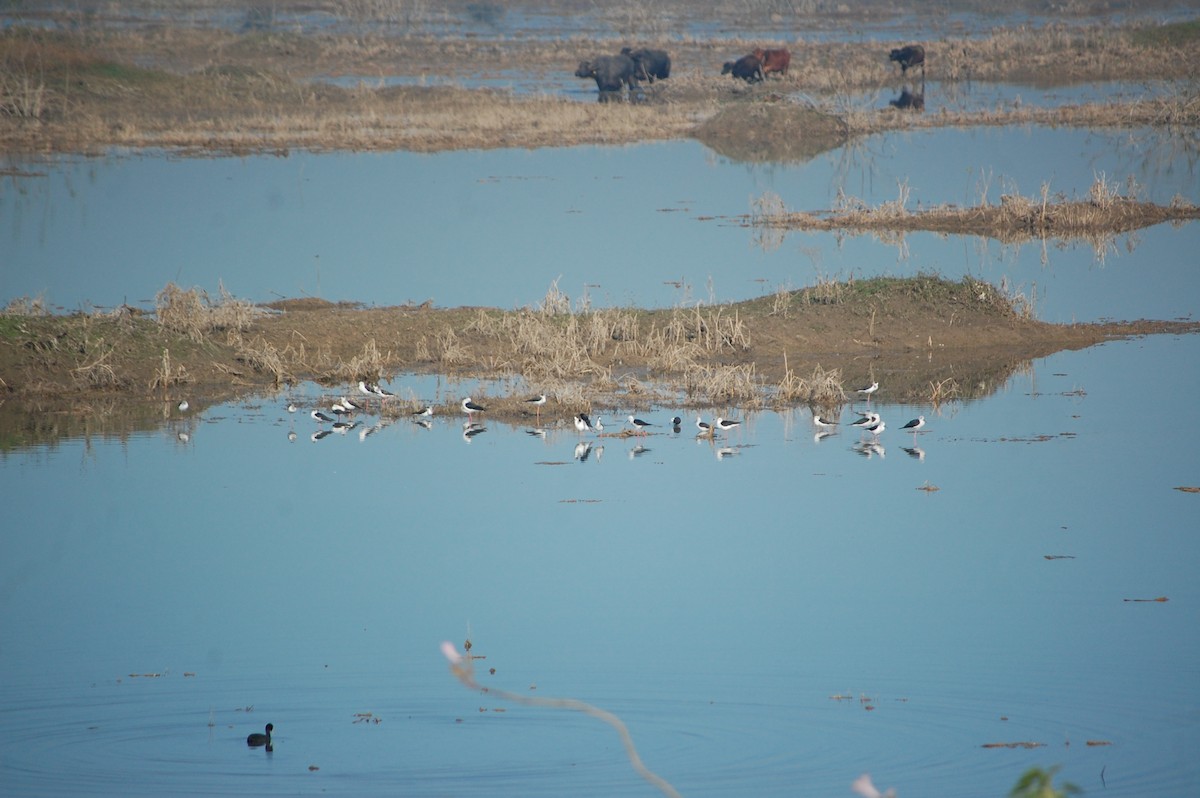 高蹺鴴 - ML647397715