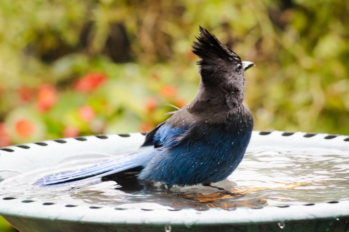 Steller Kargası - ML647397724