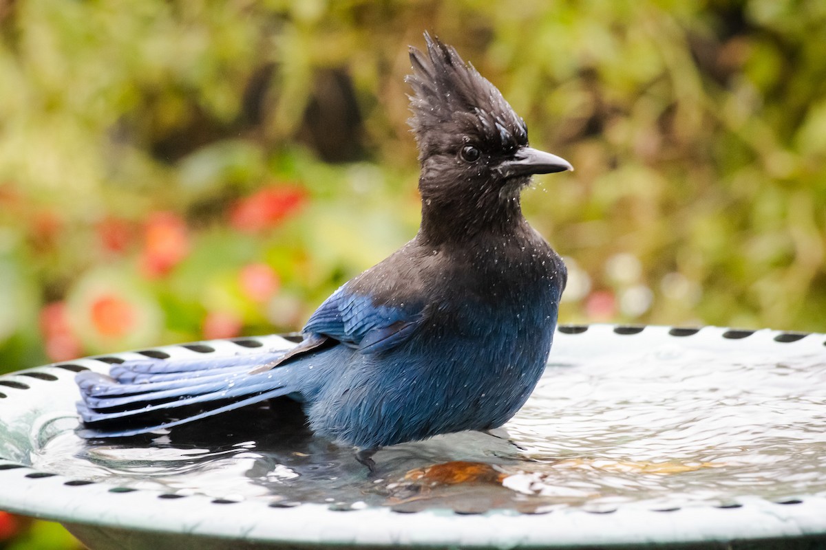 Steller Kargası - ML647397725