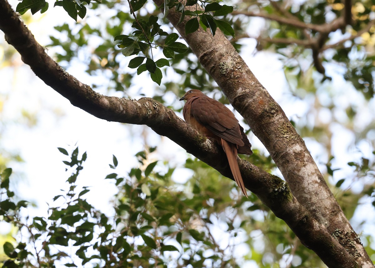 Maronentaube - ML647397728