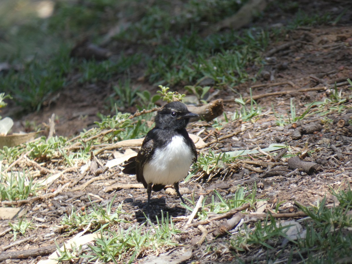 Willie-wagtail - ML647397729
