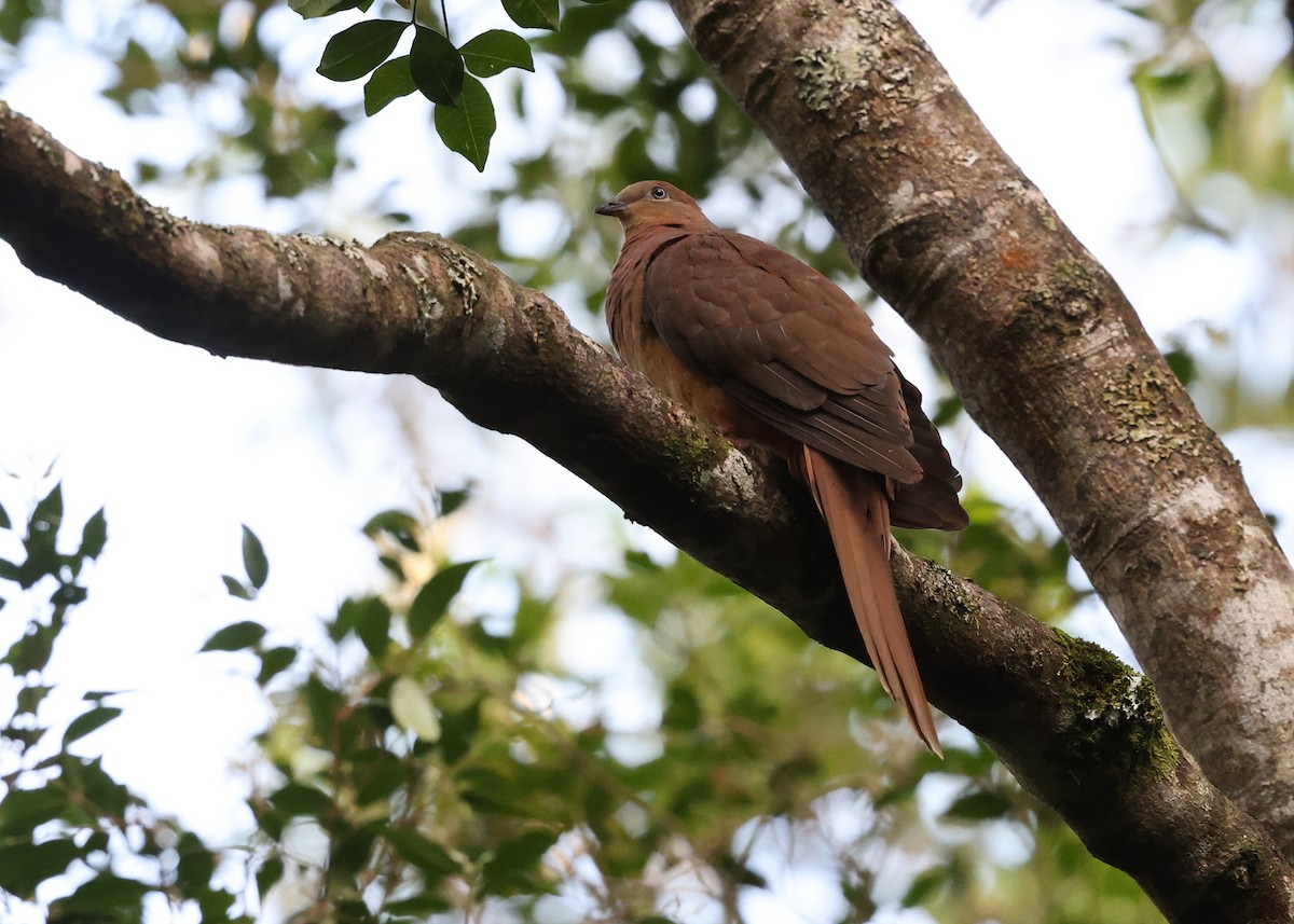 Maronentaube - ML647397730