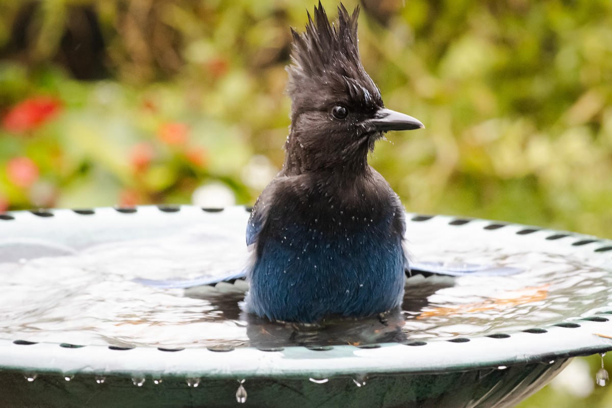 Steller Kargası - ML647397732