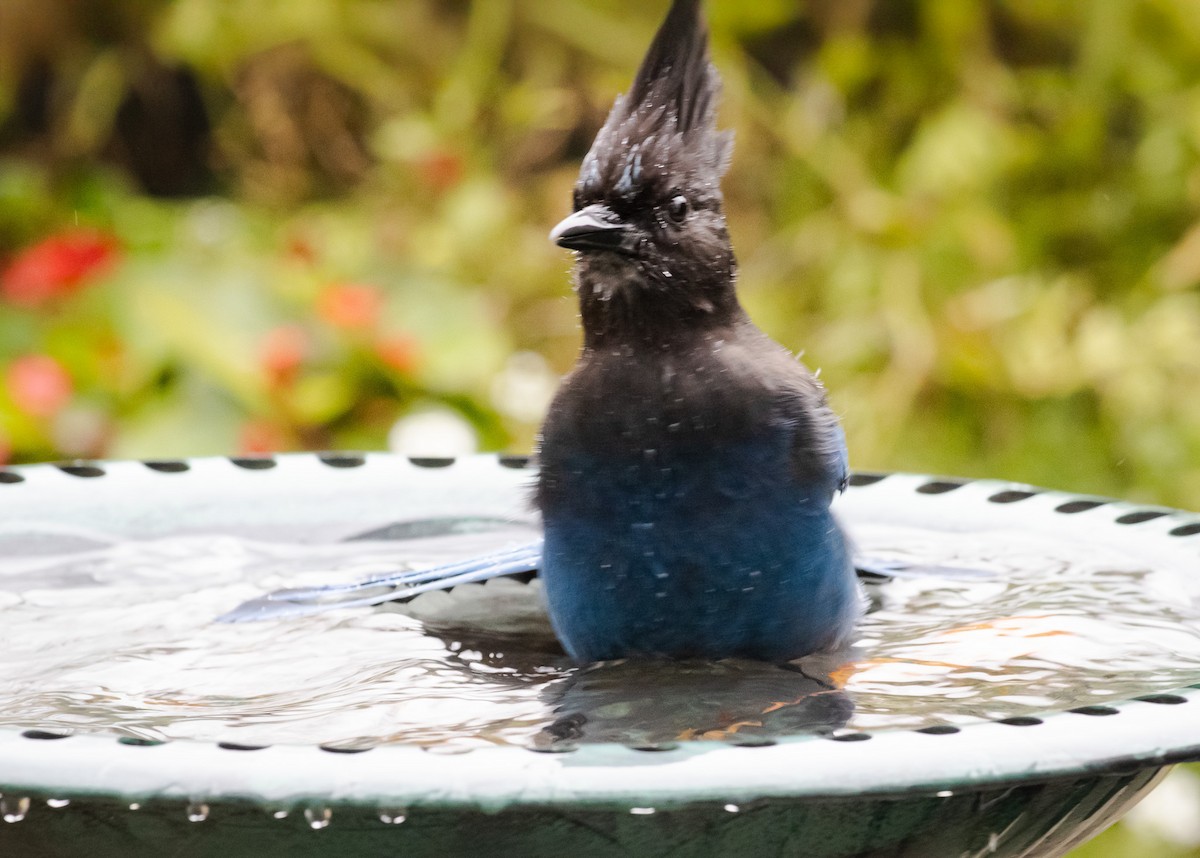 Steller Kargası - ML647397733