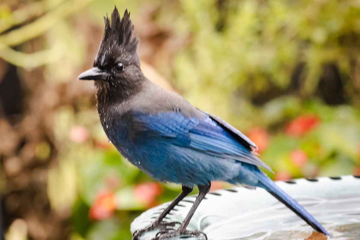 Steller Kargası - ML647397734