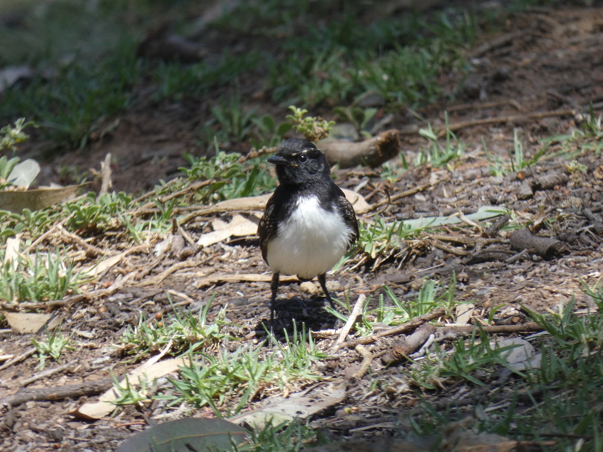 Willie-wagtail - ML647397735