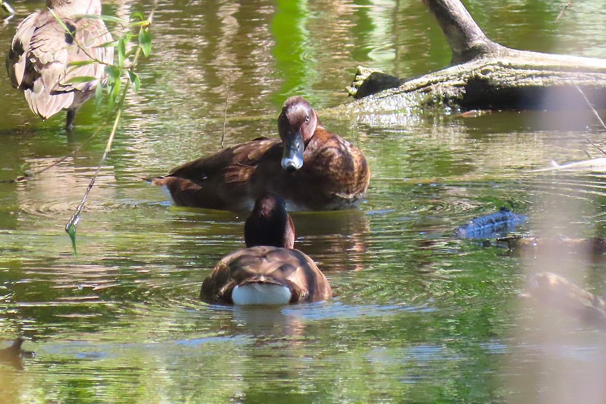 Hardhead - ML647397736