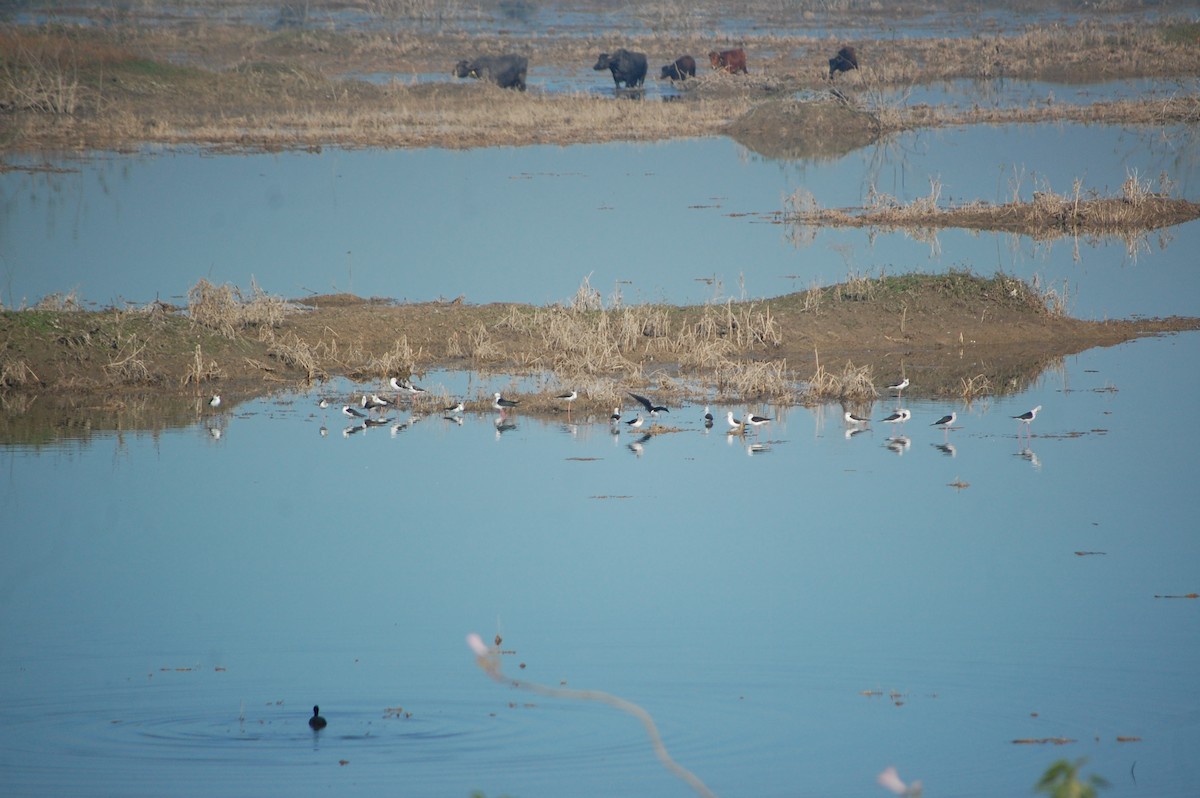 高蹺鴴 - ML647397755