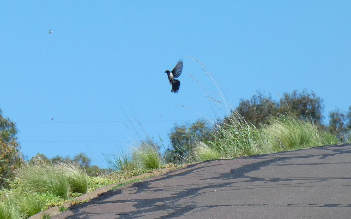 Willie-wagtail - ML647397756