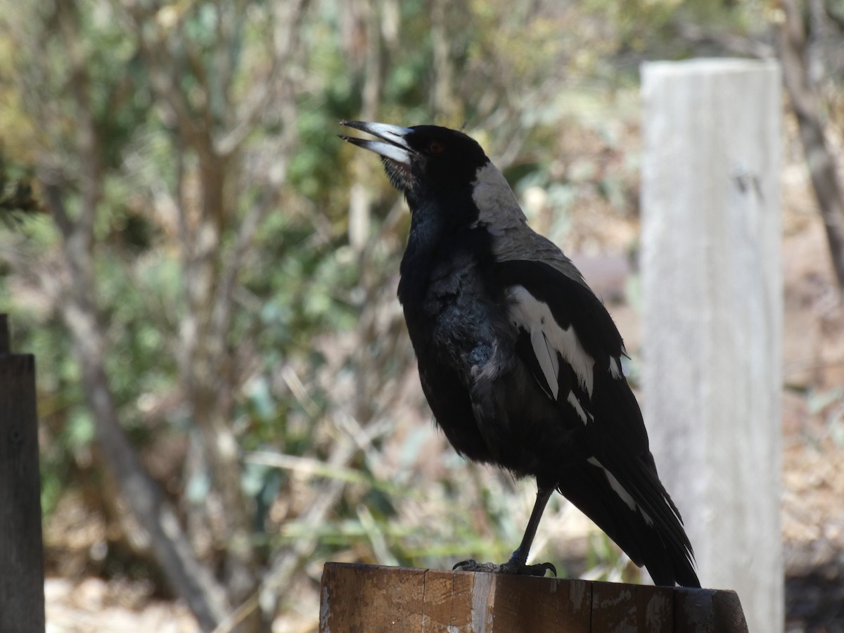 Australian Magpie - ML647397773