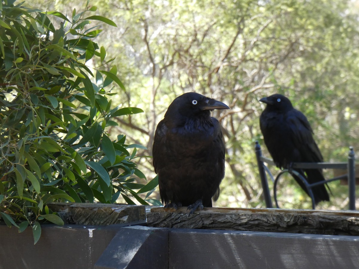 Little Raven - ML647397782