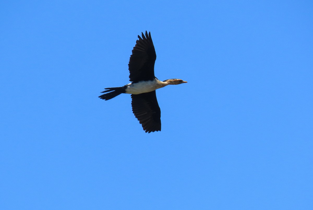 Little Pied Cormorant - ML647397786